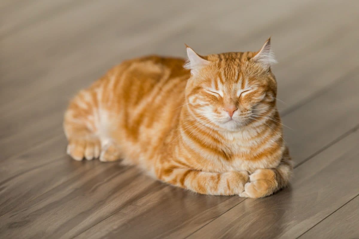 ¿Cómo preparar la mudanza de mi mascota?